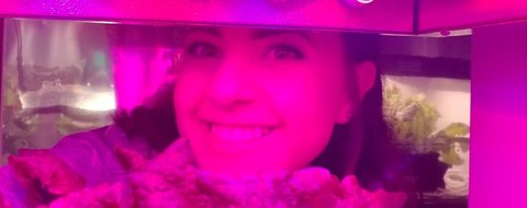 Payton Barnwell inside a growth chamber, red romaine lettuce under magenta LEDs.